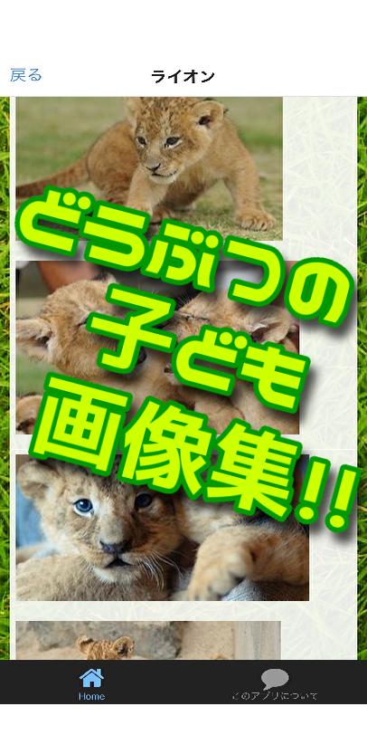 どうぶつの子ども画像集 完全無料 癒し画像 可愛いすぎる動物画像集 Para Android Apk Baixar