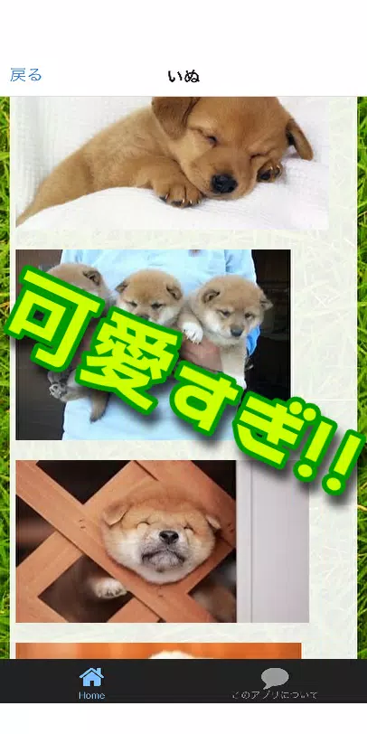 どうぶつの子ども画像集 完全無料 癒し画像 可愛いすぎる動物画像集 Para Android Apk Baixar