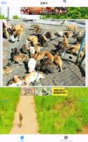 猫島 青島 写真集 Cat Photo collection Cartaz
