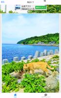 猫島 青島 写真集 Cat Photo collection imagem de tela 1