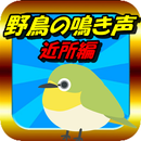 野鳥鳴き声 鳥の雑学クイズ　バードウォッチング　アウトドアのおとも　自然観察-APK