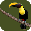 Animals of Costa Rica APK