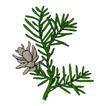 Hemlock