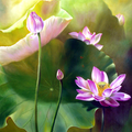 Quê Hương Cực Lạc