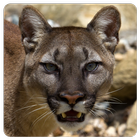 Angry Cougar icon