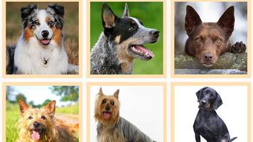 Собаки - картинки с озвучкой. imagem de tela 3