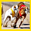 Watch Greyhound Racing Live Stream