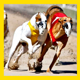 Watch Greyhound Racing Live Stream icône