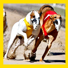 Watch Greyhound Racing Live Stream ícone