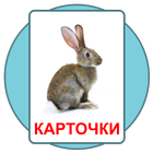 Развивающие карточки Домана icon