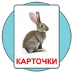 Развивающие карточки Домана