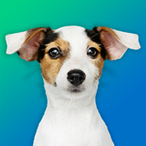 犬のクイズ：品種を推測—ゲーム、写真、テスト