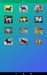 download Razze di Cani: Quiz, Foto Test XAPK