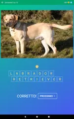 download Razze di Cani: Quiz, Foto Test XAPK