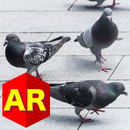 Anywhere Pigeon AR APK