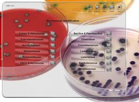 ABIS bacteria identification پوسٹر