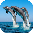 Sea Animals Wallpapers Zeichen