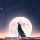 Wolf Wallpaper آئیکن