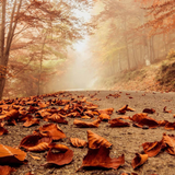 Autumn Wallpaper आइकन