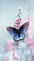 Butterfly Wallpaper poster