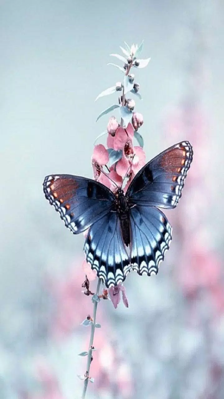 Butterfly Wallpaper APK for Android Download