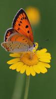 Butterfly Wallpaper screenshot 2