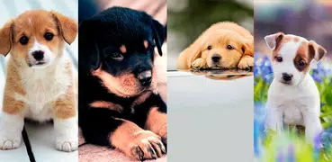 Cute Puppy Wallpaper