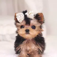 Скачать Cute Puppy Wallpaper APK