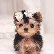 ”Cute Puppy Wallpaper