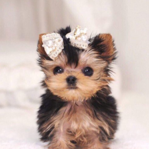 Cute Puppy Wallpaper