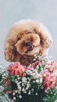 Cute Puppy Wallpaper スクリーンショット 3