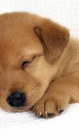 Cute Puppy Wallpaper ポスター
