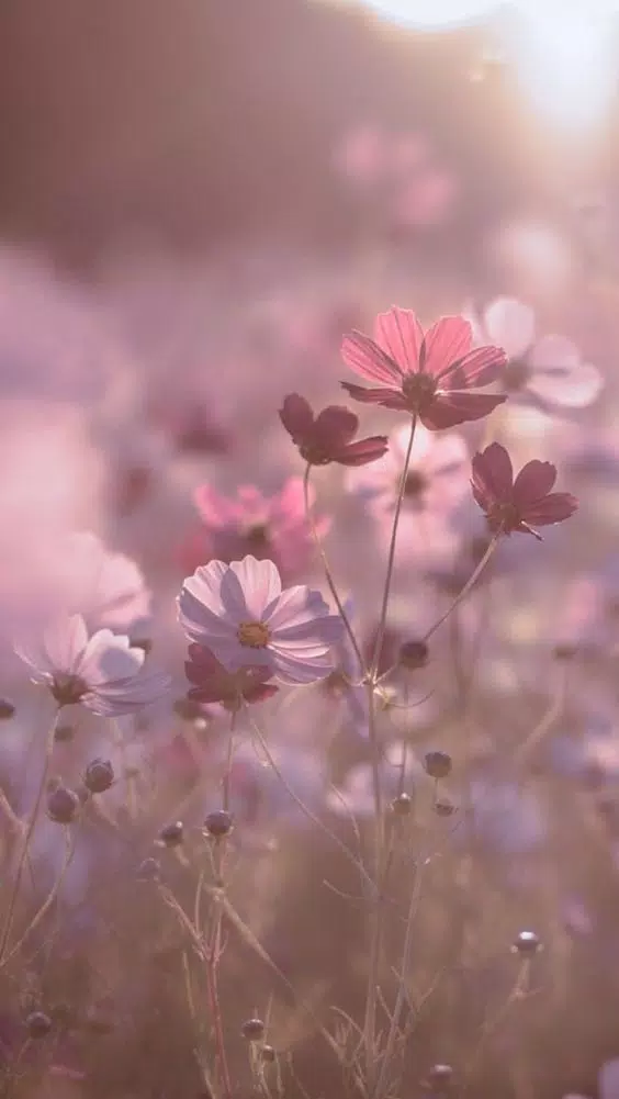 Cute Wallpaper Aesthetic APK pour Android Télécharger Cute Wallpaper Aesthetic APK pour Android Télécharger