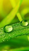 Raindrop Wallpaper capture d'écran 3