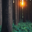 Forest Wallpaper