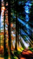 Forest Wallpaper ポスター