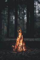 Forest Wallpaper スクリーンショット 1