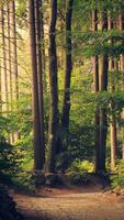 Forest Wallpaper スクリーンショット 3