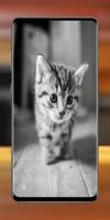 Cute Kitten Wallpaper screenshot 1
