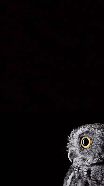 Tải xuống APK Cute Owl Wallpaper cho Android