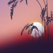 Sunset Wallpaper