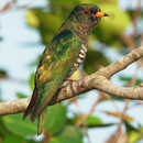 Vietnam Birds Plus APK