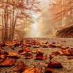 Autumn Wallpaper icon