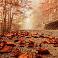 Autumn Wallpaper