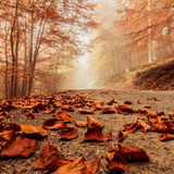 Autumn Wallpaper simgesi
