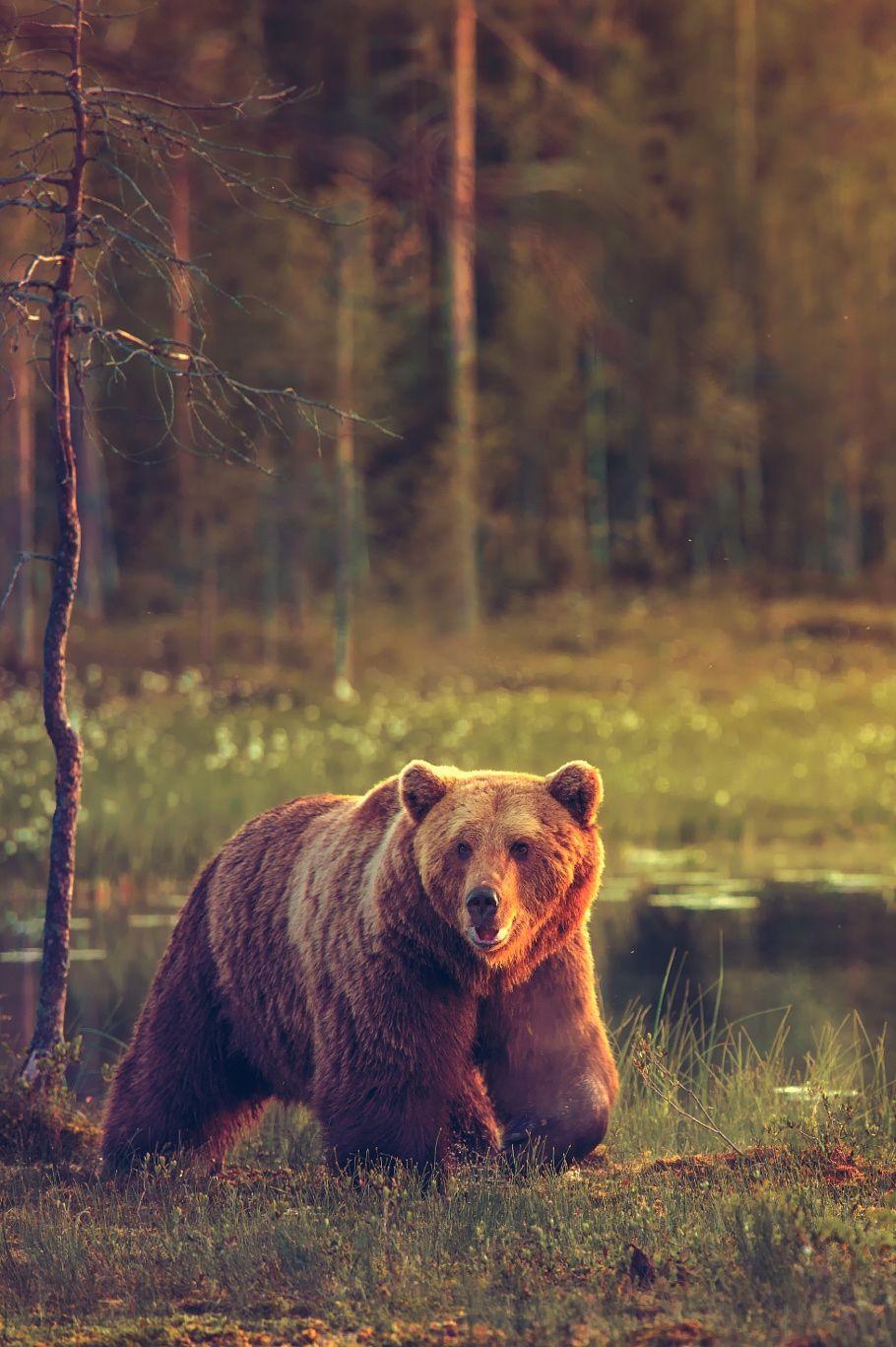 Животное тайги бурый медведь