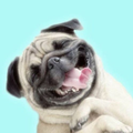 Cute Pug Wallpaper