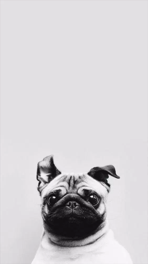 Cute Pug Wallpaper APK pour Android Télécharger Cute Pug Wallpaper APK pour Android Télécharger