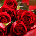 Rose Wallpaper 图标
