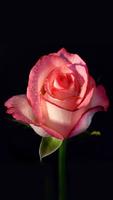 Rose Wallpaper 截图 3